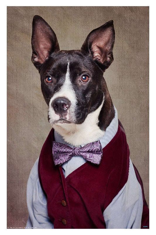 Shelter Pets: Petey by Tammy Swarek - Surrealism Art Poster