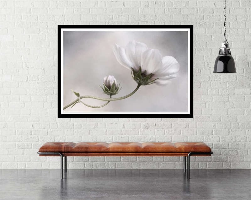 Simply Cosmos by Mandy Disher - flower Photography poster