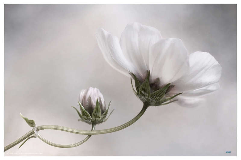 Simply Cosmos by Mandy Disher - flower Photography poster