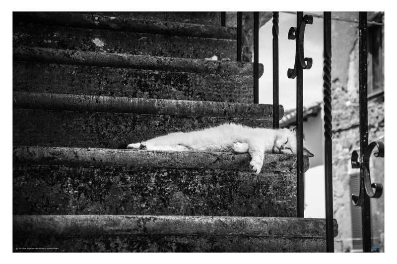 Slow Life by Piera Polo - Cat Photography Poster