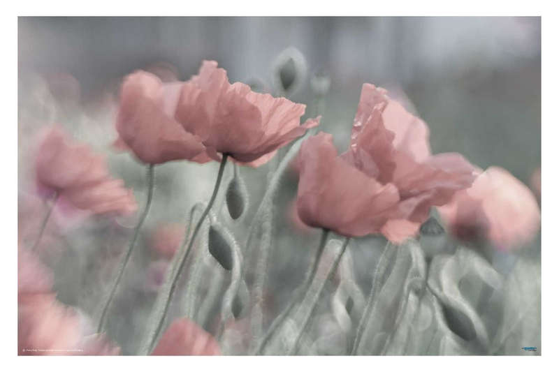 Softly by Anne Worner - Flower Photography poster