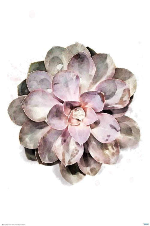 Desert Rose - Art Poster