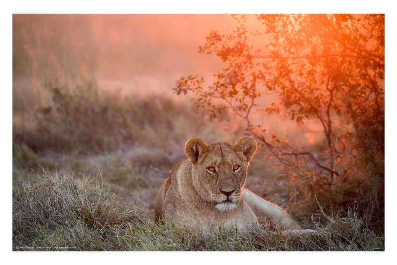 Sunset Lioness by Alesandro Catta  - Wildlife Poster