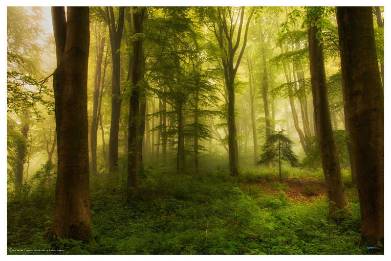 The Little Tree by Leif Londal  - Landscape  Photography poster