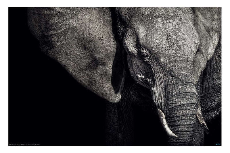 The Matriarch by Piet Flour - Wildlife Photography Poster