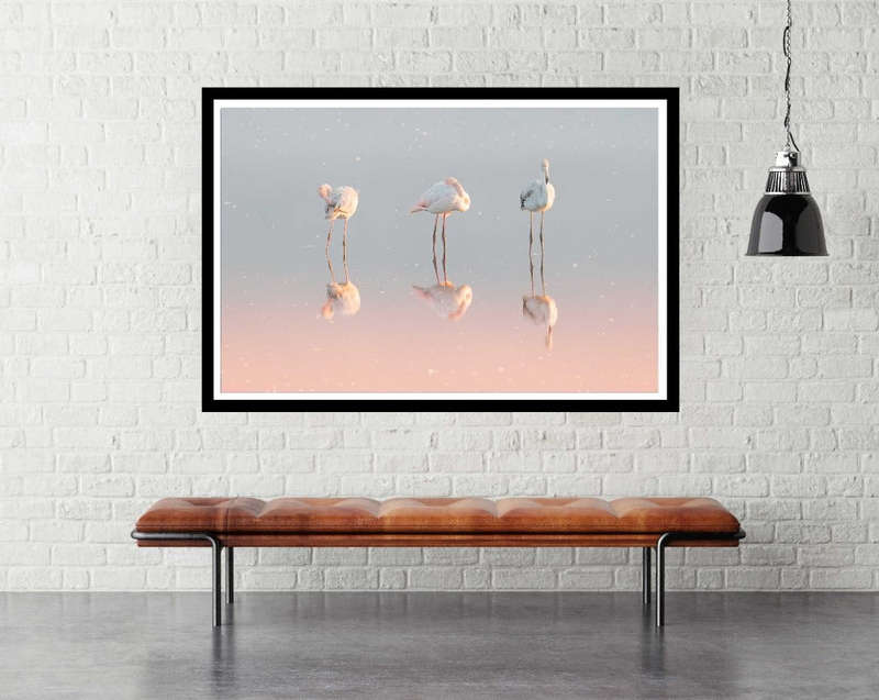 Three Flamingos ...  by Natalie Rublina - Animal Photography Poster