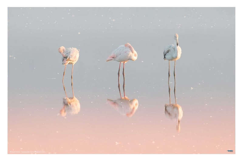 Three Flamingos ...  by Natalie Rublina - Animal Photography Poster