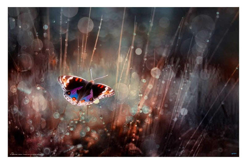 Traped by Rooswandy Juniawan - Nature Poster