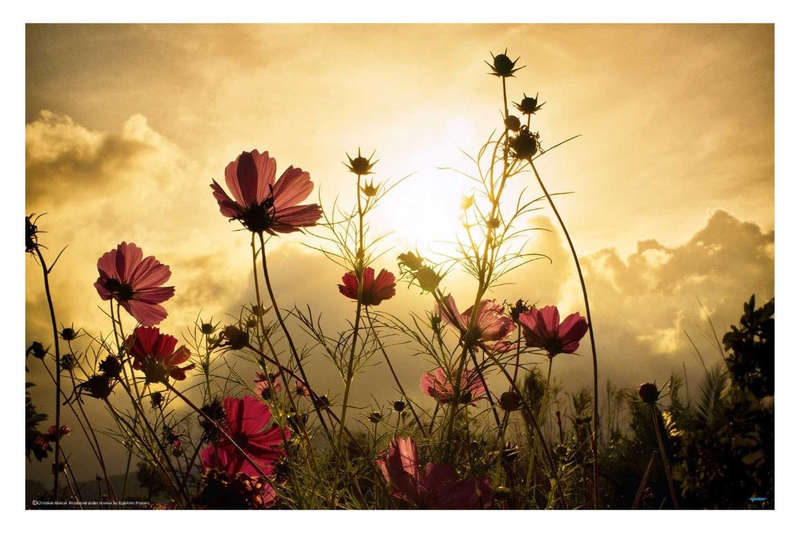 Watching the Sun by Christian Marcel - flower photograph poster
