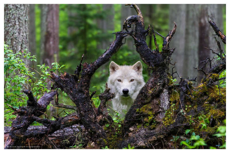 White Wolf by Mike Centoli  - Wildlife Photography poster