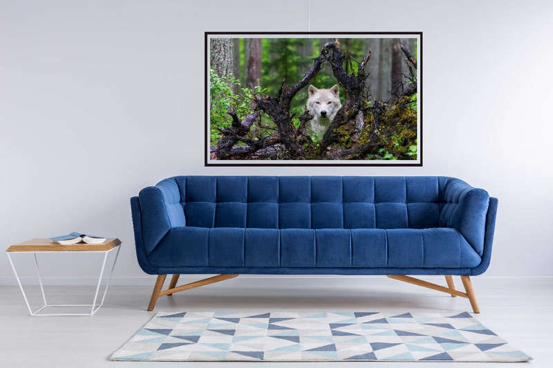 White Wolf by Mike Centoli  - Wildlife Photography poster