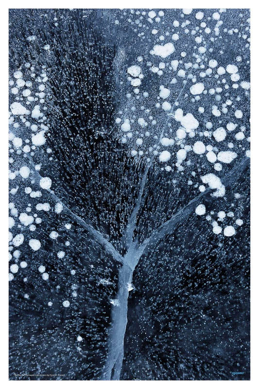 Winter Blossoms by Mei Xu - Photography Poster