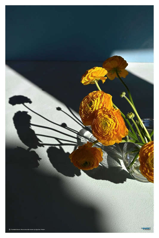 Yellow Buttercups by Donatello Basso - Photography Poster
