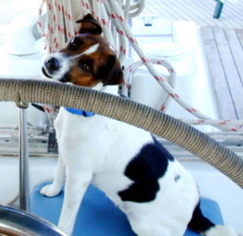 Tara The Terrier a Jack Russell Who Sailed Around the World - had at least nine lives
