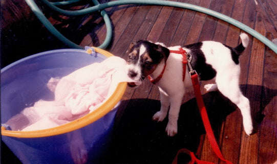 Tara The Terrier a Jack Russell Who Sailed Around the World - had at least nine lives