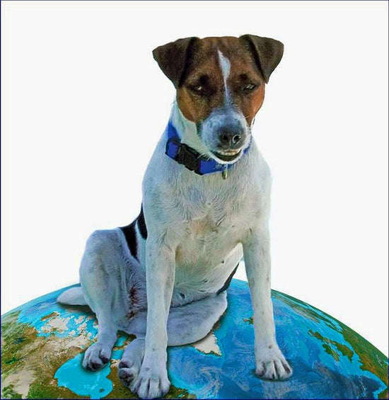 Tara The Terrier a Jack Russell Who Sailed Around the World - had at least nine lives