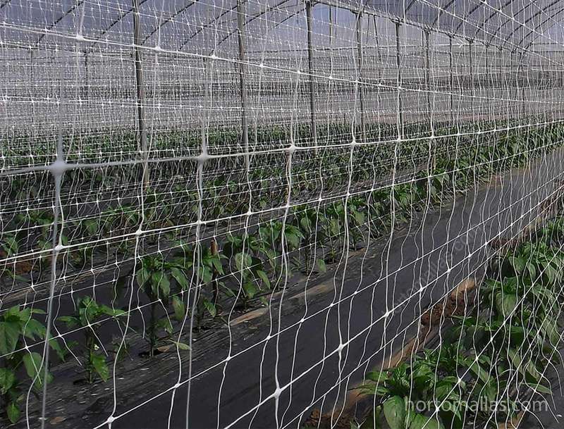 Scrog Net - Screen of Green