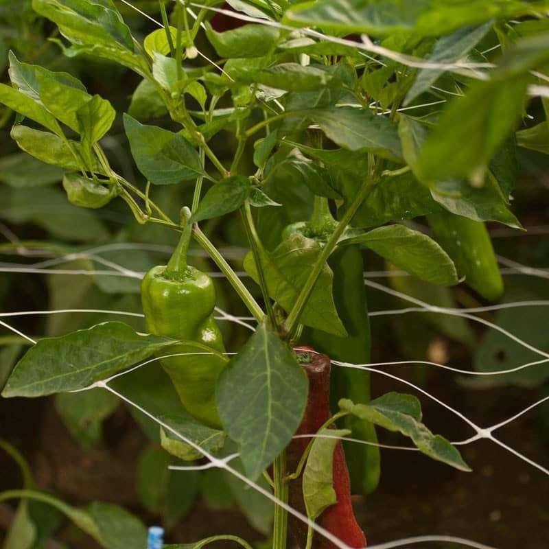 Scrog Net - Screen of Green