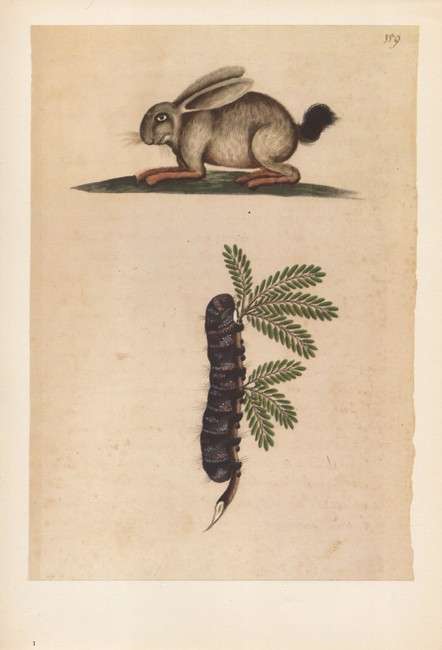 (Hendrik) Claudius - Water-Colours in the Africana Museum  1685-1686 (NUMBERED EDITION)