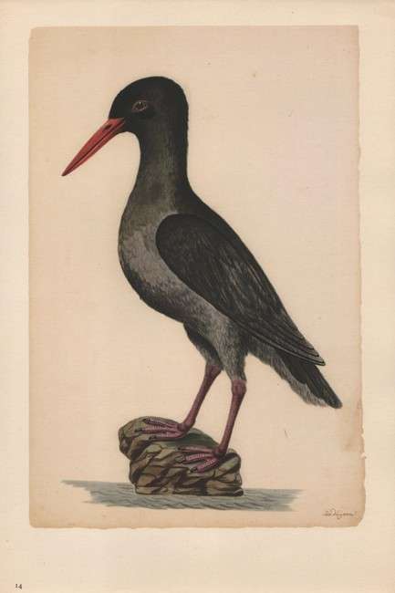 (Hendrik) Claudius - Water-Colours in the Africana Museum  1685-1686 (NUMBERED EDITION)