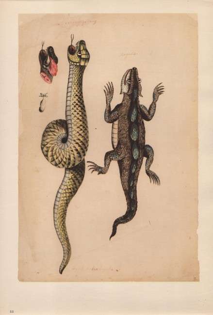 (Hendrik) Claudius - Water-Colours in the Africana Museum  1685-1686 (NUMBERED EDITION)