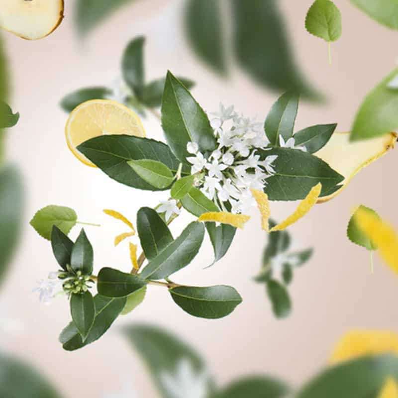 Delicate Osmanthus - Lampe Berger Fragrance 500ml
