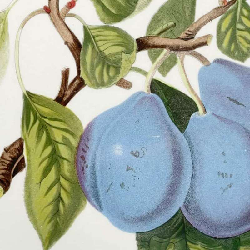 Portmeirion Pomona Plum Entree Plate