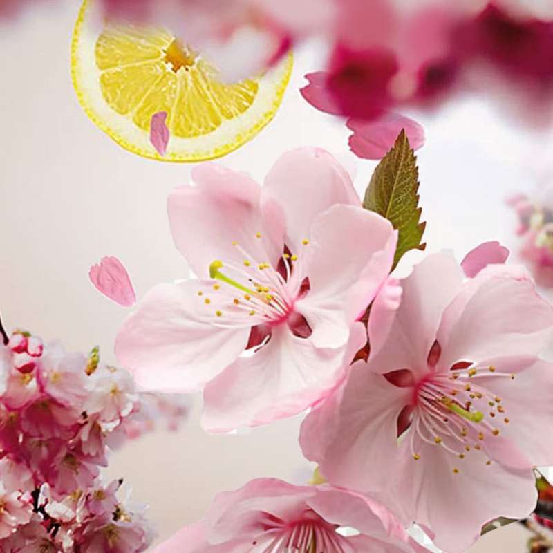 Cherry Blossom - Lampe Berger Fragrance 500ml