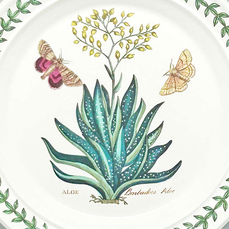 Portmeirion Botanic Garden Side Plate Aloe
