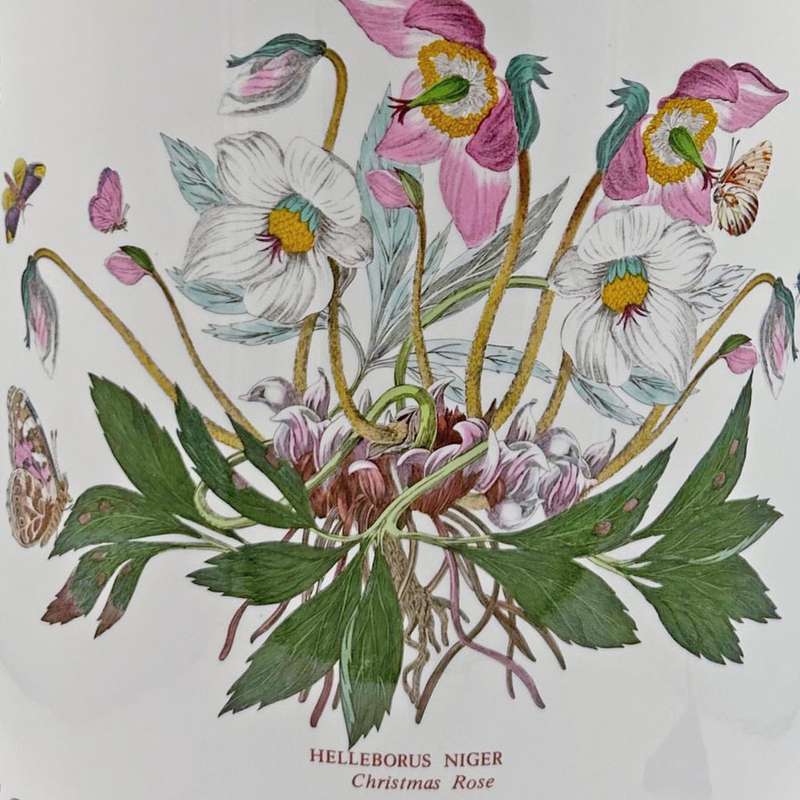 Portmeirion Botanic Garden Extra Large Lidded Jar Christmas Rose