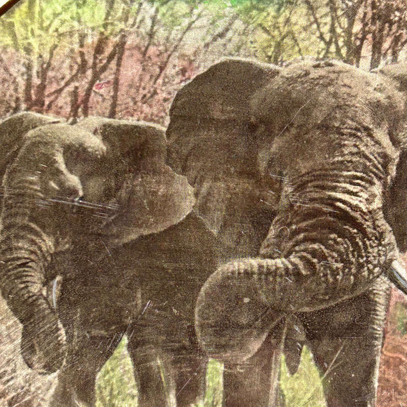 Royal Doulton African Game Reserve Elephants Charger Kruger Park