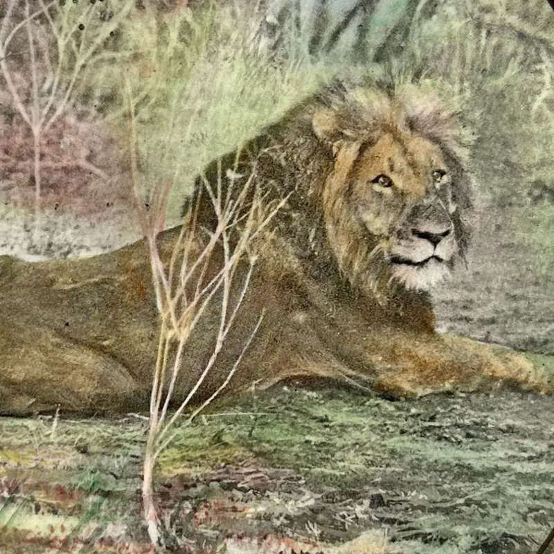 Royal Doulton African Game Reserve Lion  Charger