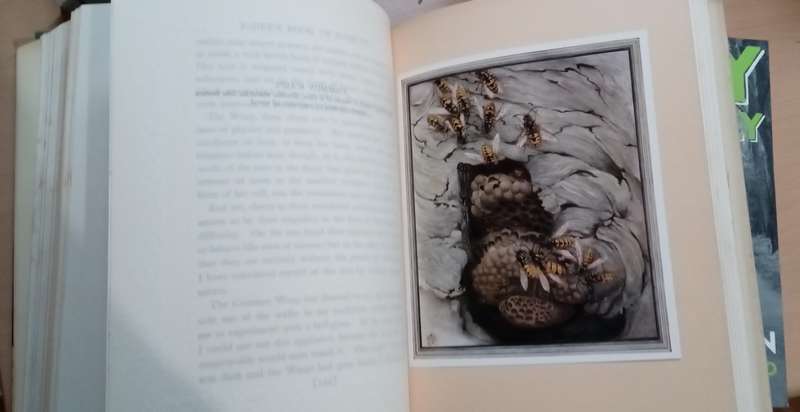 Fabre's Book of Insects 1936 E J Detmold Tipped-In Illustrated Plates