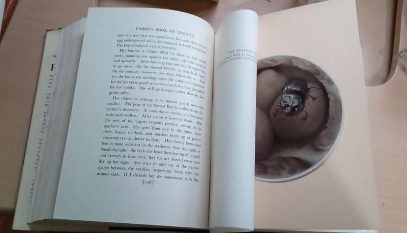 Fabre's Book of Insects 1936 E J Detmold Tipped-In Illustrated Plates