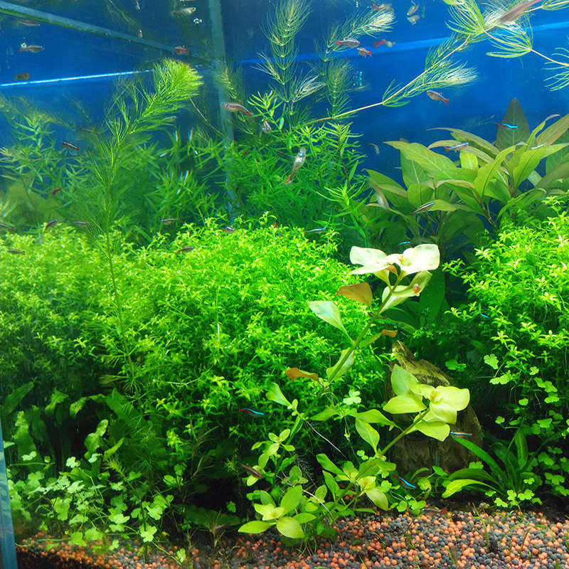 Egrow 1000Pcs/Bag Aquarium Plants Seeds Artificial Aquarium Plant Decoration Fi