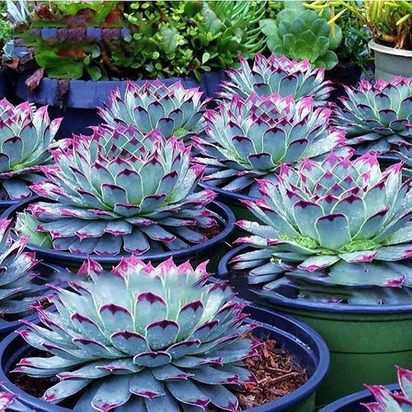 Egrow 100Pcs/Pack Peony Succulent Plants Seeds Garden Indoor Bonsai Perennial S