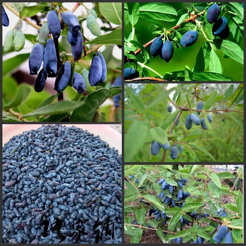 Egrow 200Pcs/Pack Lonicera Caerulea Fruit Seeds Home Garden Plants Honeyberry B