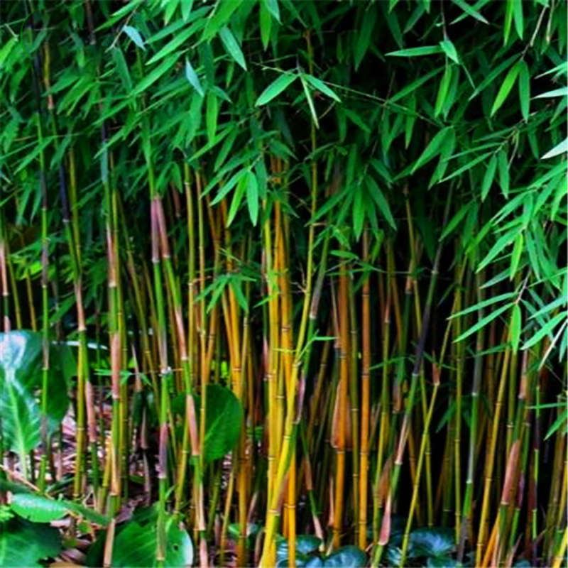 Egrow 20Pcs/Bag Black Bamboo Seeds Rare Giant Black Moso Bamboo Bambu Seeds  Ba