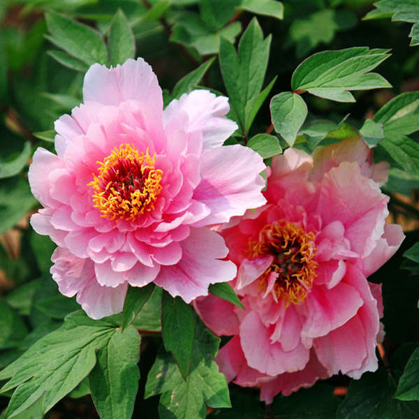 5pcs Pink Peony Flower Seeds Garden Courtyard Perennial Deciduous Shrub Plant