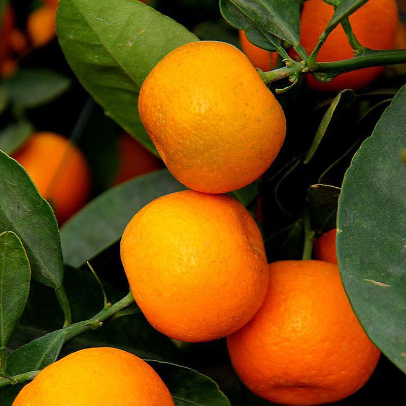 30Pcs Edible Fruit Mandarin Bonsai Tree Seeds Citrus Seeds Bonsai Mandarin Oran