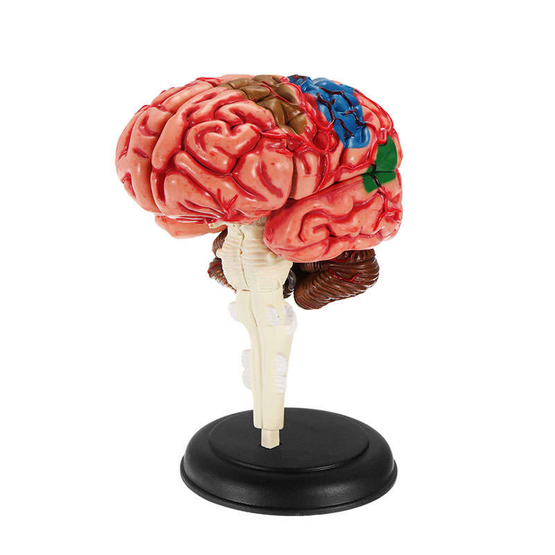 4D MASTER Assembled Human Body Anatomical Model Brain Model Brain Structure Mod