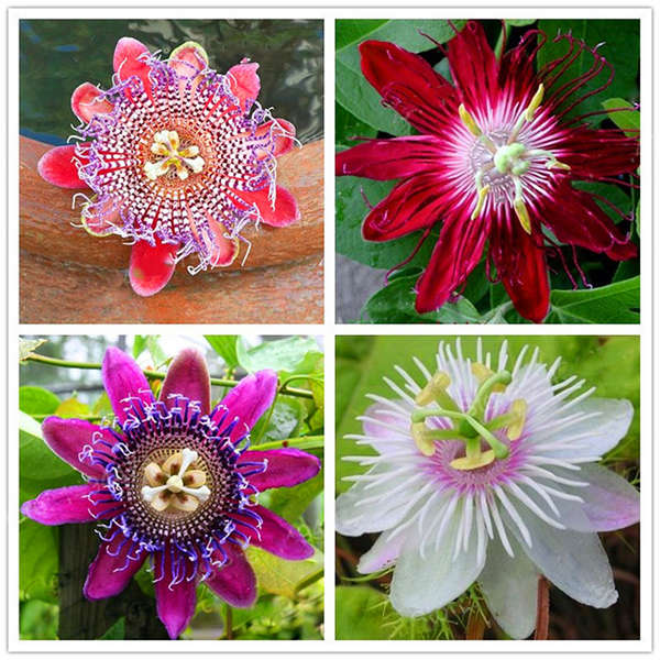 Egrow 50Pcs/Pack Passion Flower Seeds Garden Rare Passiflora Incarnata Fruit Pl
