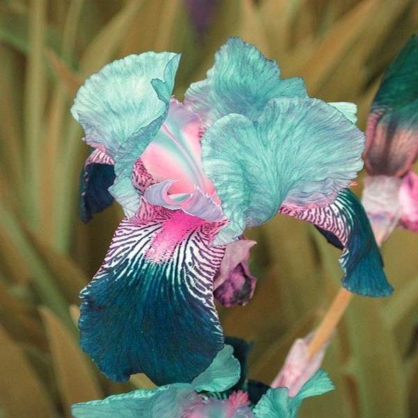 Egrow 50pcs/Bag Iris Orchid SeedsOrchid Bonsai Plants Flowers Seeds Flower Orch