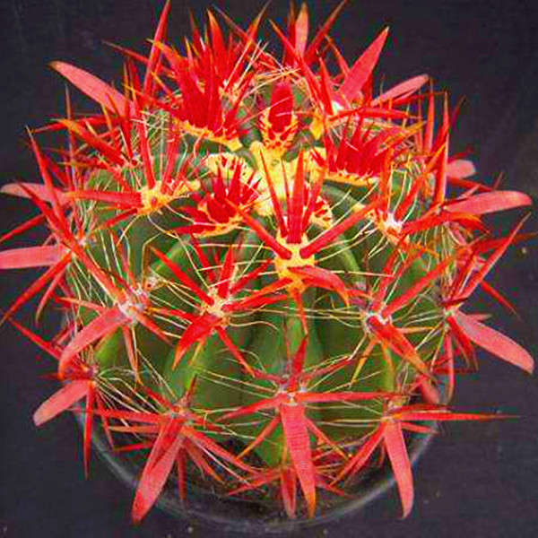 Egrow 200Pcs/Pack Peacock Cactus Seeds Meaty Plants Mini Succulent Bonsai Seeds