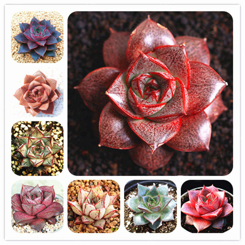 Egrow 100 Pcs/Pack Echeveria Purpusorum Seeds Fresh Succulent Plant Seed Garden