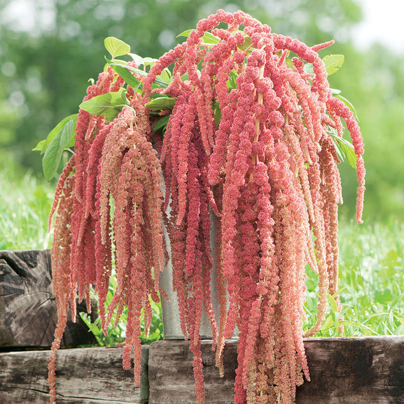 Egrow 200Pcs/Pack Amaranthus Seeds Garden Home Coral Fountain Decoration Plants