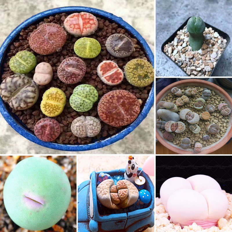 Egrow 100pcs Graines Lithops Pseudotruncatella Plant Seed Rare Potted  Stone Su