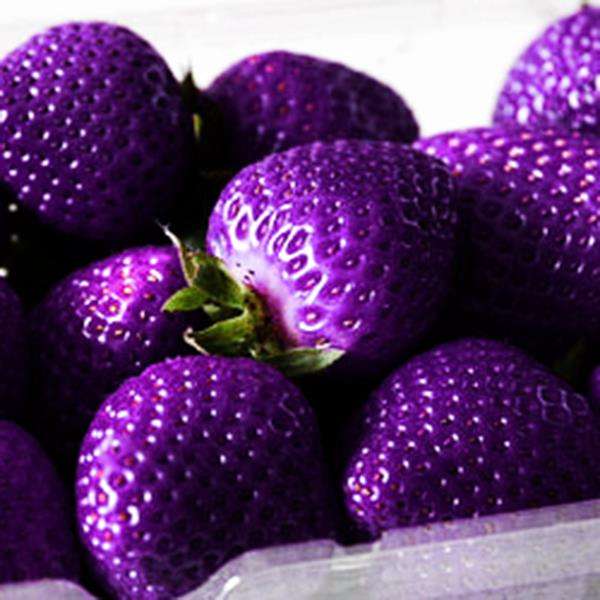 Egrow 500Pcs/Pack Purple Strawberry Seeds Garden Seeds Fruit Seeds Super Strawb