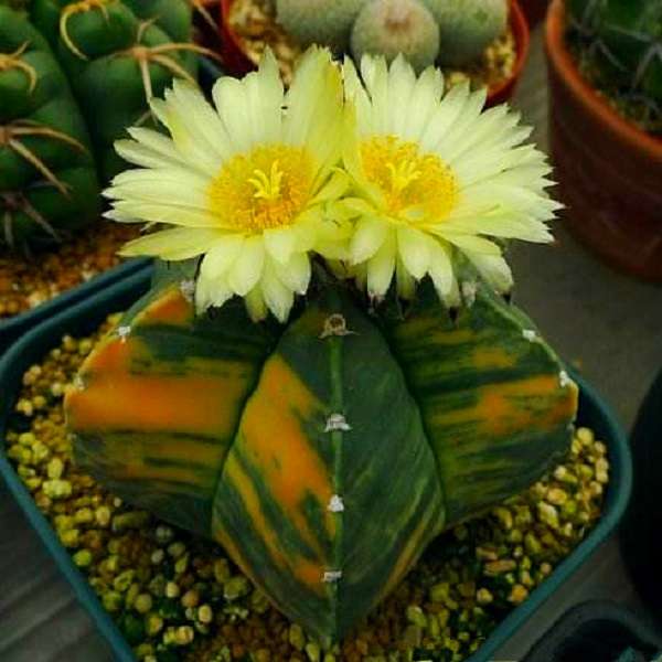 Egrow 10Pcs/Pack Yellow Core Cactus Seeds Mini Green Succulent Bonsai Plants Se
