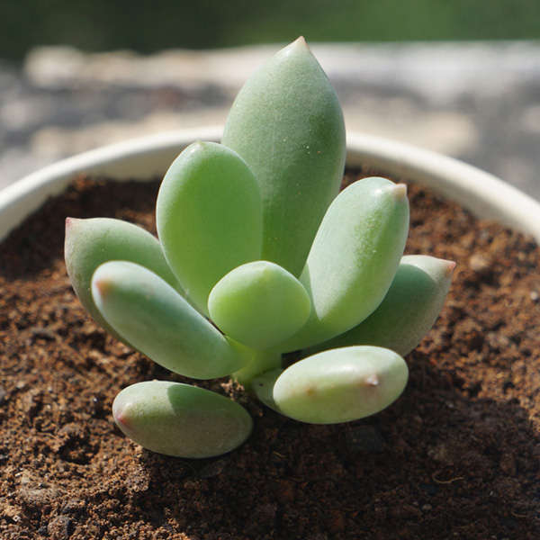 10pcs Pachyphytum Oviferum Succulent Plants Seeds Garden Perennial Herb